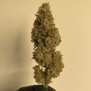 Original Trainwreck Sativa ช่วยผ่อนคลายกล้ามเนื้อ และบรรเทาอาการปวด เป็นตัวเลือกที่เหมาะสำหรับผู้ที่ต้องการตื่นตัวในตอนเช้า และต้องการผ่อนคลายเมื่อสิ้นสุดวันทำงาน THC: 22% CBD: 0% Sativa 55% – Indica 45%