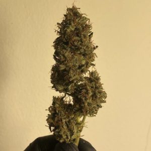 Fast Blueberry