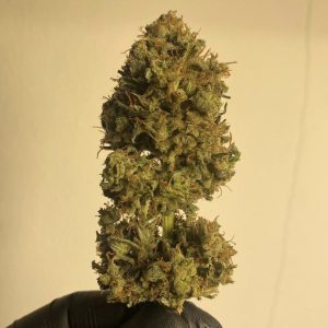 Original Jack Herer