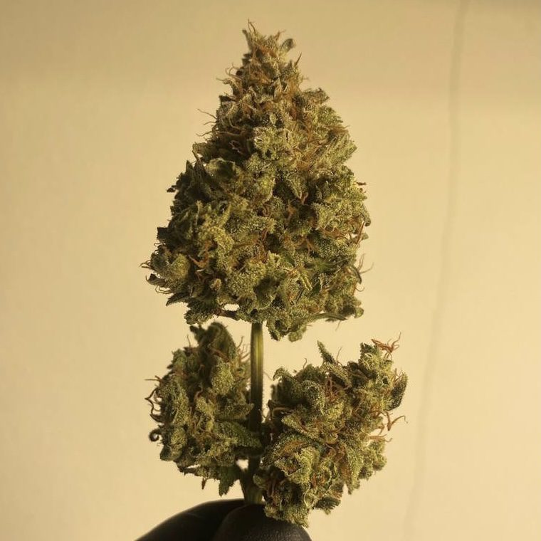 Girl Scout Cookie