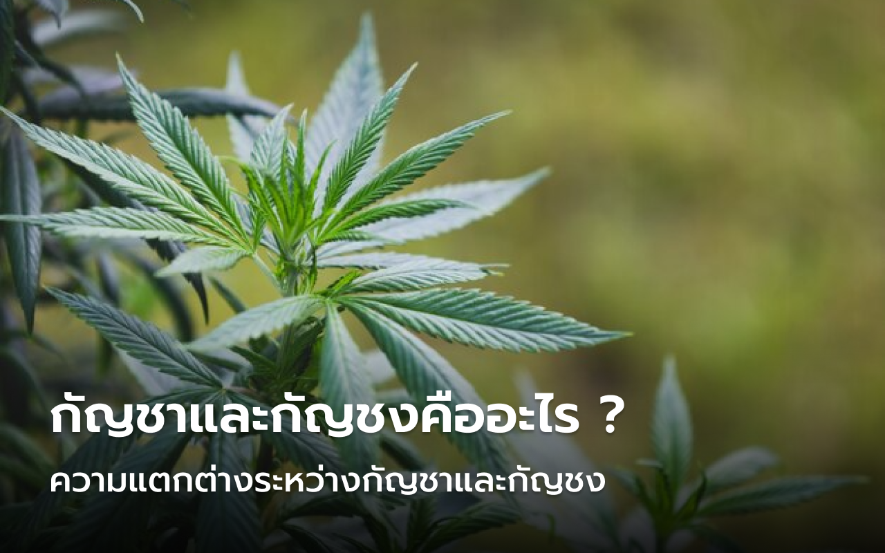 กัญชาและกัญชง